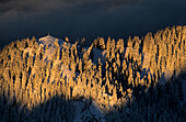 Cross on summit with winter forest in morning light, view from Wendelstein, Upper Bavaria, Bavaria, Germany