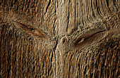 structure in wood like a pair of eyes