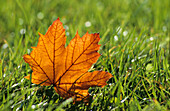 maple leave in autumn colours in green grass