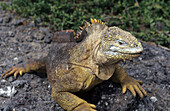 land iguana, Galapagos islands, Equador