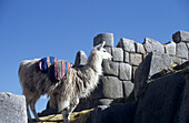 Lama vor Steinmauer der Inka, Sacsayhuaman, Cuzco, Peru