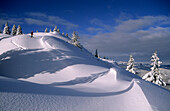 Cornices and snow-covered fir trees with backcountry skiier at Schildenstein, Bavarian alps, Tegernsee, Upper Bavaria, Bavaria, Germany