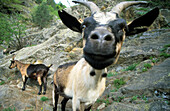 Close-up of a goat, Meraner Hoehenweg, Texel range, South Tyrol, Italy