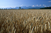 View over corn field to Wendelstein, Bavarian Alps, Upper Bavaria, Bavaria, Germany