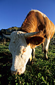 Kuh in Nahaufnahme auf Almwiese, Bayerische Alpen, Oberbayern, Bayern, Deutschland
