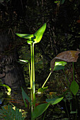 Sprößling einer Pflanze im Audubon Corkscrew Moor bei Naples, Florida, USA
