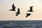 Pelikane am Strand von Fort Myers Beach, Florida, USA