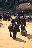 Elefanten Camp nördlich von Chiang Mai, Thailand