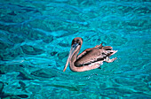 Schwimmender Pelikan, Pelecanus occidentalis, Karibisches Meer, Curacao