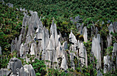 Limestone pinnacles, Borneo, Sarawak, Gunung Mulu NP, Malaysia