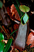 pitcher plant, Nepenthes tentaculata, Borneo, Sabah, Kota Kinabalu, Rafflesia Forest Reserve , Malaysia