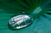 Water droplet on a leaf, Bali, Kuta, Indonesia