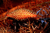 Ovulid, Ovulidae, Komodo National Park, Indian Ocean, Indonesia