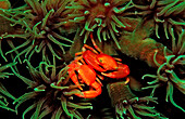 coral crab, Trapezia lutea, Indonesia, Bali, Indian Ocean