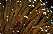 Anemone-shrimps, Periclimenes tosaensis, Komodo National Park, Indian Ocean, Indonesia