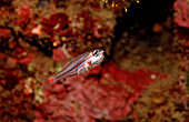 Rotfleck-Kardinalfisch mit Eiern im Maul, Apogon parvulus, Bali, Indischer Ozean, Indonesien