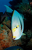 Grauer Doktorfisch, Acanthurus mata, Bali, Indischer Ozean, Indonesien