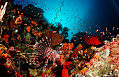 Rotfeuerfisch, Pterois volitans, Indonesien, Bali, Indischer Ozean