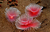 Three Fan worms, Polychaeta, Bali, Indian Ocean, Indonesia