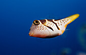 Black-saddled puffer, Canthigaster valentini, Indonesia, Bali, Indian Ocean