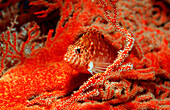 Zwerg-Korallenwaechter, Cirrhitichthys falco, Bali, Indischer Ozean, Indonesien