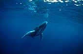 Humpback whale, Calf, Megaptera novaeangliae, Dominican Republic, Silverbanks, Caribbean Sea