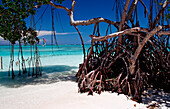 tuerkisfarbenes Meer und Mangroven, Punta Cana, Karibik, Dominikanische Republik