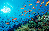 Harem Flag Basslet and coral reef, Pseudanthias squamipinnis, Egypt, Africa, Sinai, Sharm el Sheik, Red Sea