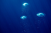 air bubbles rising underwater, Mexico, Sea of Cortez, Baja California, La Paz