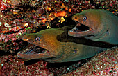 Panamic green moray eel, Gymnothorax castaneus, Mexico, Sea of Cortez, Baja California, La Paz