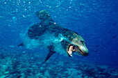 Attacking Californian Sea Lion, Zalophus californianus, Mexico, Sea of Cortez, Baja California, La Paz
