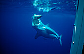 Fressender Weisser Hai, Carcharodon carcharias, USA, Kalifornien, Pazifischer Ozean, Farallon Inseln, San Francisco Bay