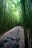 USA, Hawaii, Maui, Hana, Bambus Wald, Pipiwai Wanderweg, Pfad, Stein Weg, Natur, im Freien
