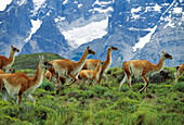 Guanakos vor Paine Massiv, Lama guanicoe, Torres del Paine Nationalpark, Patagonien, Chile