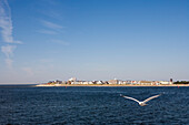 Möwe vor Weststrand, Norderney, Ostfriesische Inseln, Ostfriesland, Niedersachsen, Deutschland