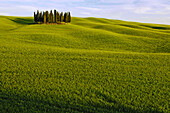 Cypress trees in the countryside, Crete Senesi, Tuscany, Italy