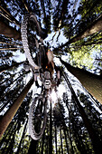 Mountain biker jumping in a forest, Dillingen, Bavaria, Germany
