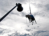Kuh hängt an einem Seil, Interlaken, Kanton Bern, Schweiz
