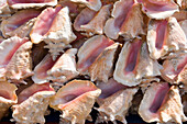 Conch Muscheln am Markt von St. George's, Grenada, Kleine Antillen, Karibik