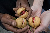 Hände halten Muskatnüsse, nahe Concord, Grenada, Kleine Antillen, Karibik