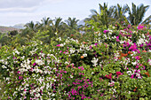 Bougainvillea in three colors, Near Poipu, Kauai, Hawaii, USA