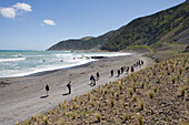 Wanderer am Red Rocks Coastal Walk, Owhiro Bay, nahe Wellington, Nordinsel, Neuseeland