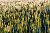 Getreidefeld nahe Geba, Rhön, Thüringen, Deutschland, Europa