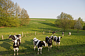 Cattle on Meadow, Haunetal, Rhoen, Hesse, Germany