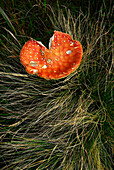 Close up of a mushroom, Fly Agaric, Amanita muscaria, at Rennsteig near Oberhof, in the Thuringian Forest, Germany