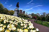Flowers in The Public Gardens, Boston, Massachusetts, USA