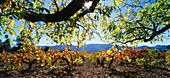 A vineyard near St. Helena, Napa Valley, California, USA, America