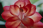 Close-up einer Blüte