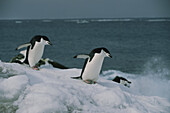 Chinstrap Penguins, Pygoscelis antarctica, Antarctica