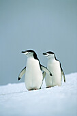 Zügelpinguine, Kehlstreifpinguine, Pygoscelis antarctica, Antarktis